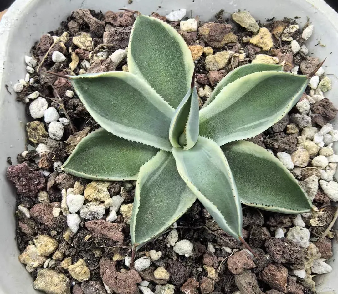 plant Aeonium Echeveria Haworthia  Caudex  Lithops Cactus  Agave 