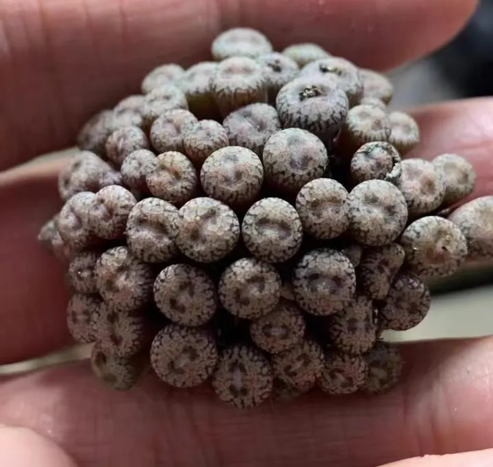 plant Aeonium Echeveria Haworthia  Caudex  Lithops Cactus  Agave 