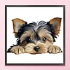 Yorkshire Terrier-11CT Stamped Cross Stitch 40*40cm/15.75*15.75in tapestrymarket