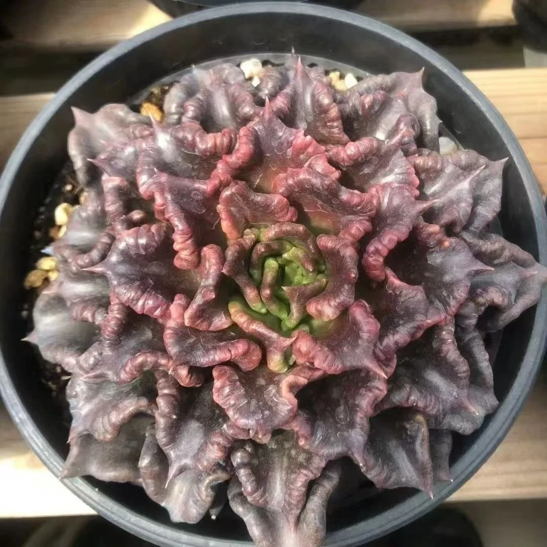 plant Aeonium Echeveria Haworthia  Caudex  Lithops Cactus  Agave 