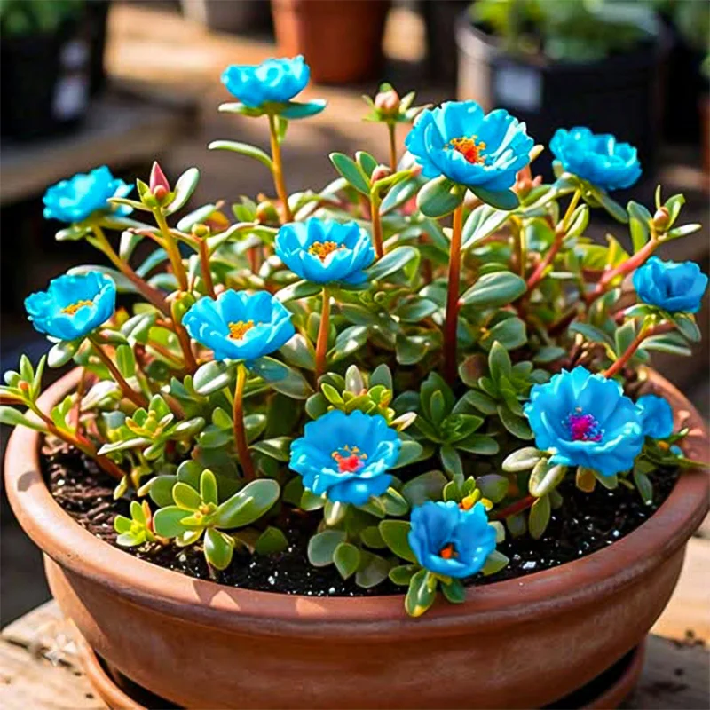 🌹MOSS ROSE—IMMORTAL FLOWER