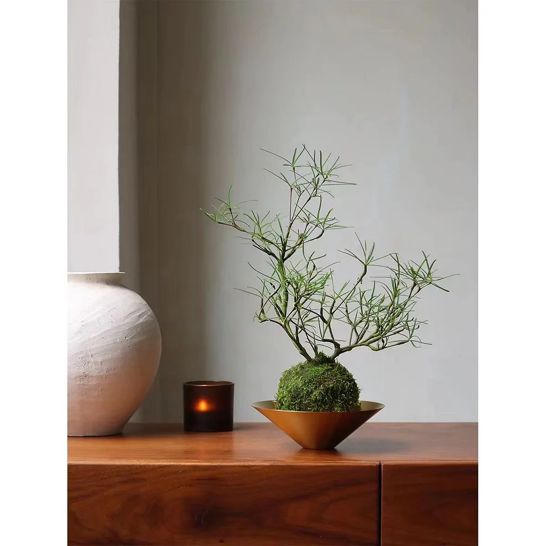 927. Euphorbia hedyotoides 18-20cm height/Caudex/ Succulent plants / Garden landscape / Carefully select healthy plants