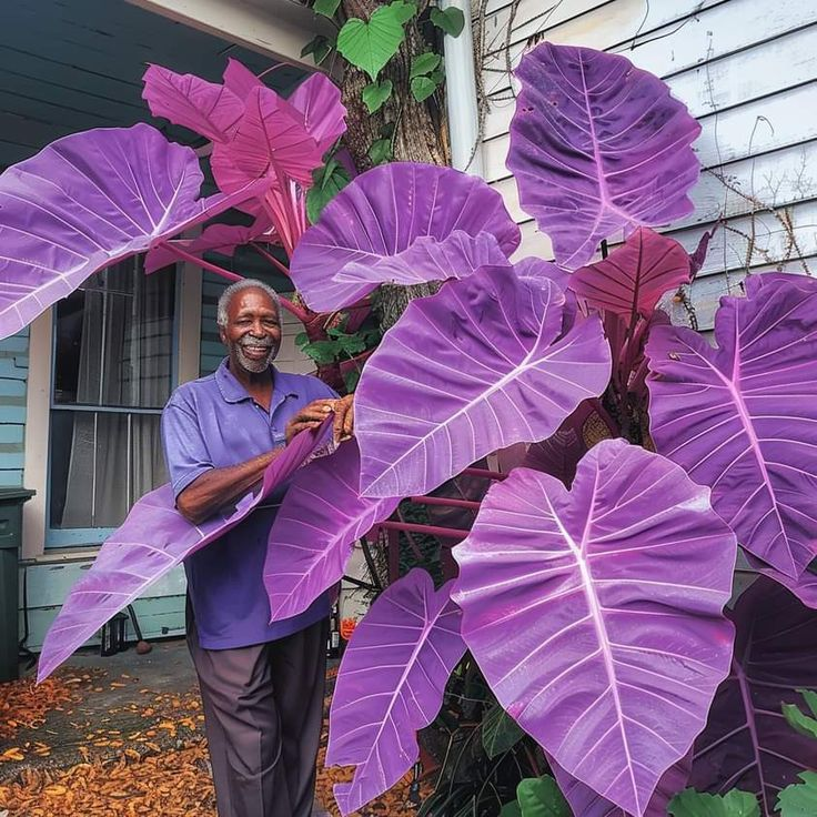 🎉Bulb🌿Rare giant flower caladium