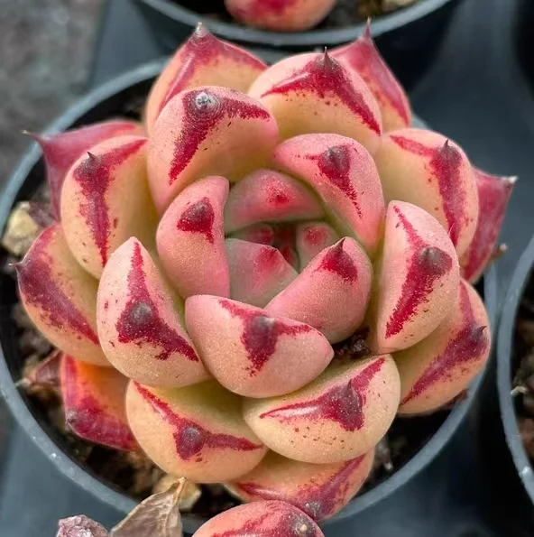 plant Aeonium Echeveria Haworthia  Caudex  Lithops Cactus  Agave 