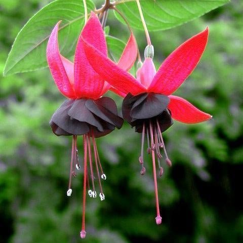 Hanging Bell Begonia Flower Seeds-Various colors available