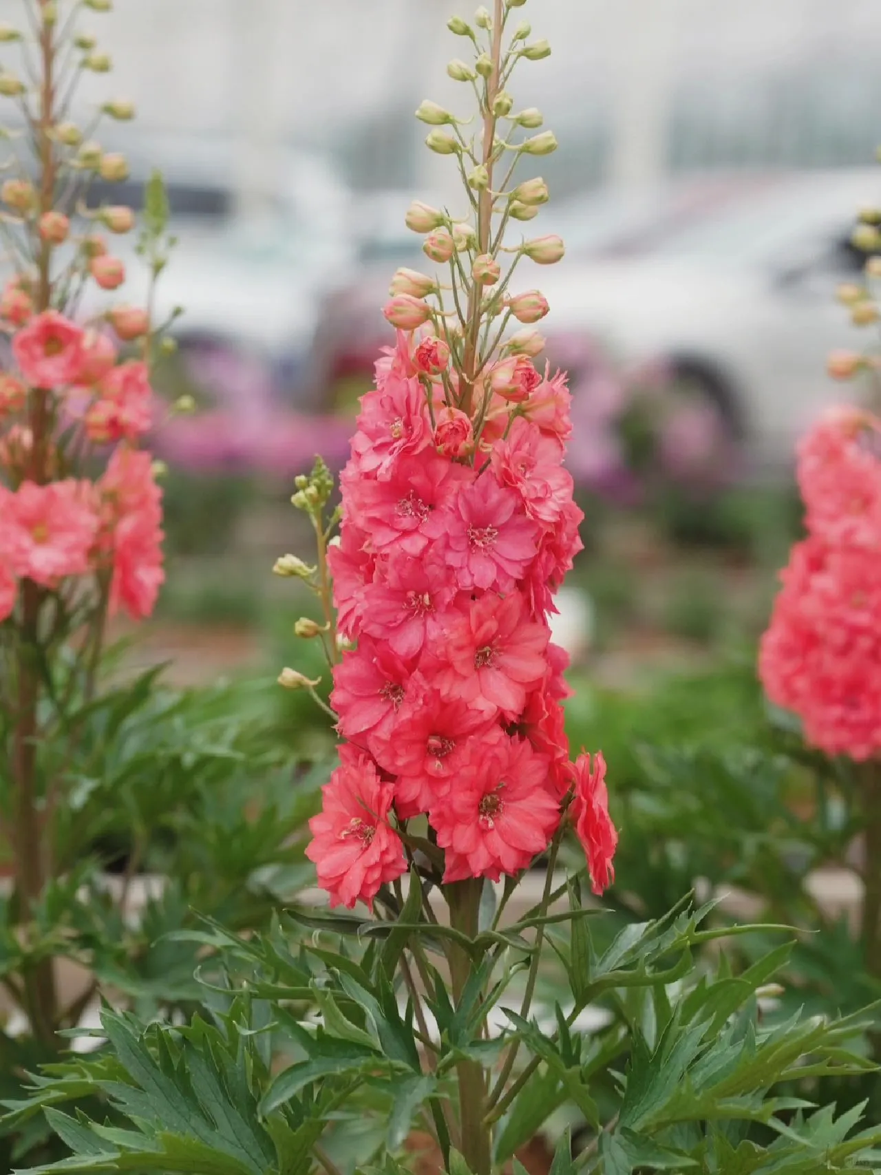 Delphinium Seeds-Mixed 7 Colors