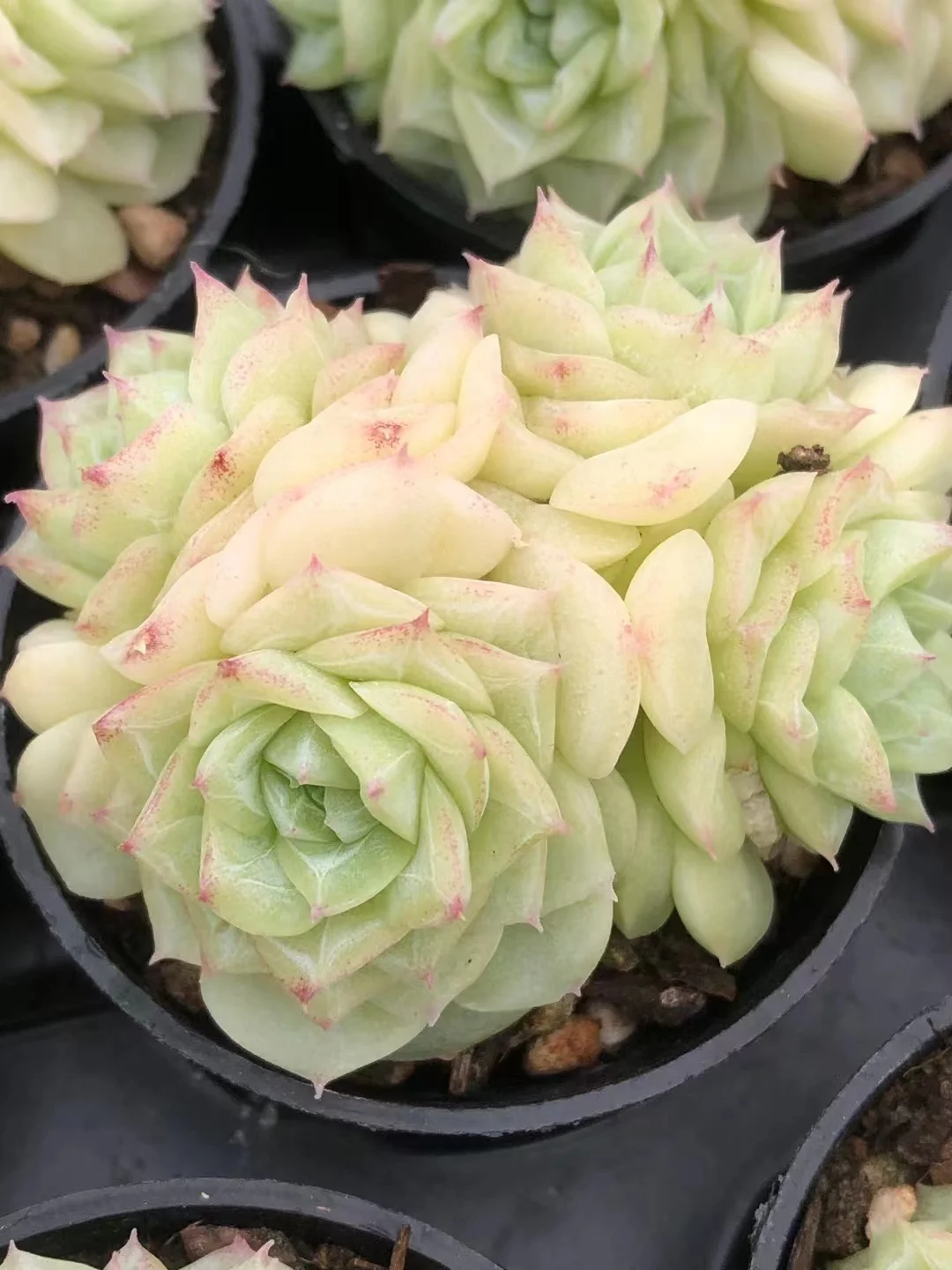 plant Aeonium Echeveria Haworthia  Caudex  Lithops Cactus  Agave 