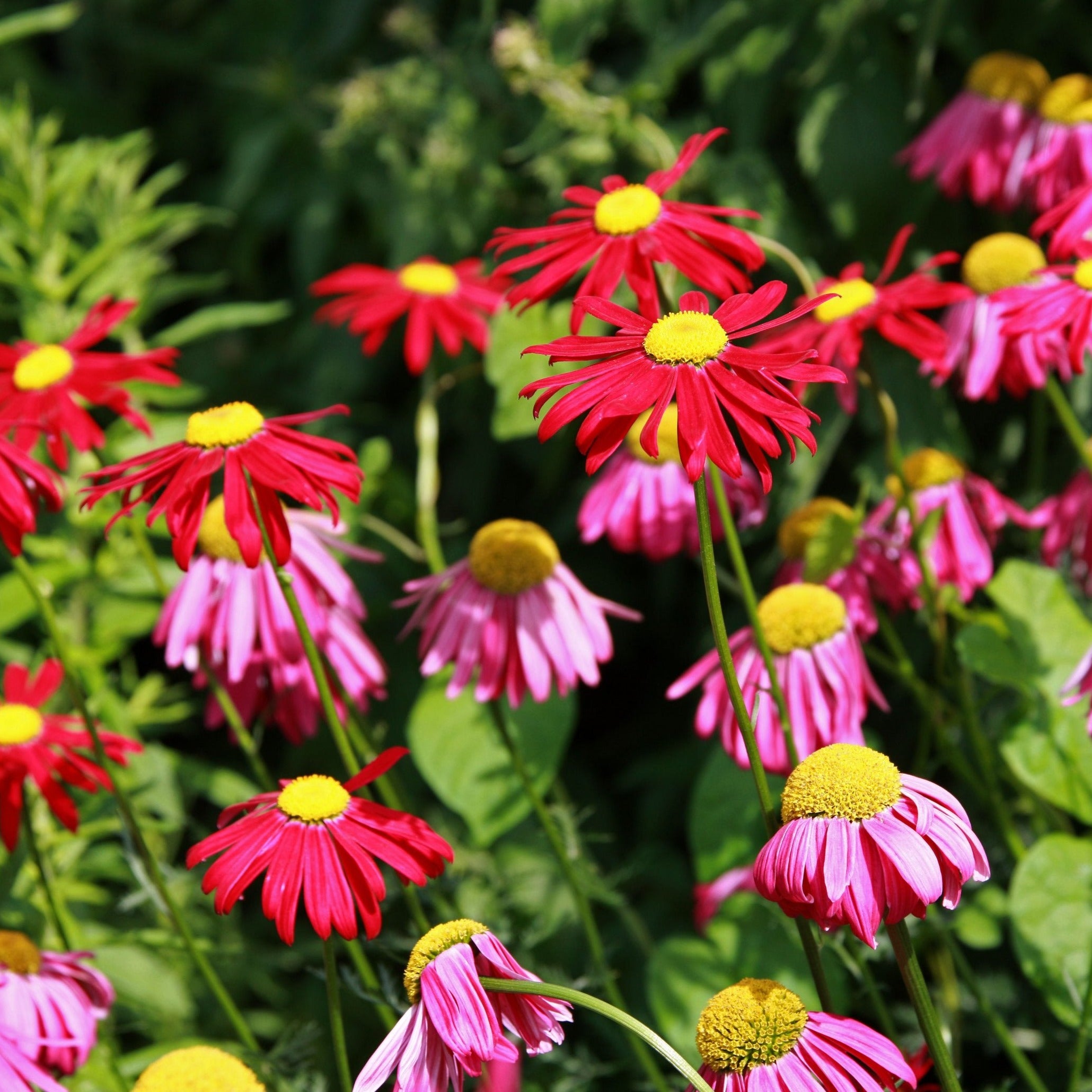 Chrysanthemum Pyrethrum Robinson Giant Mixed Flower | X 50 seeds