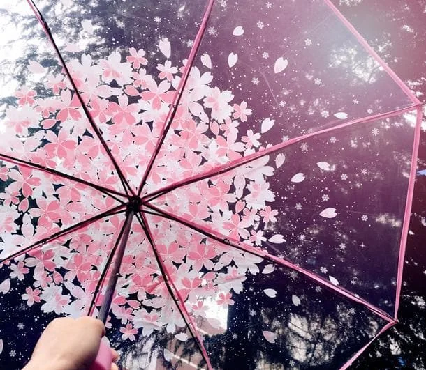 4 Colors Sakura Sun-Rain 3 Fold Clear Umbrella SP167530