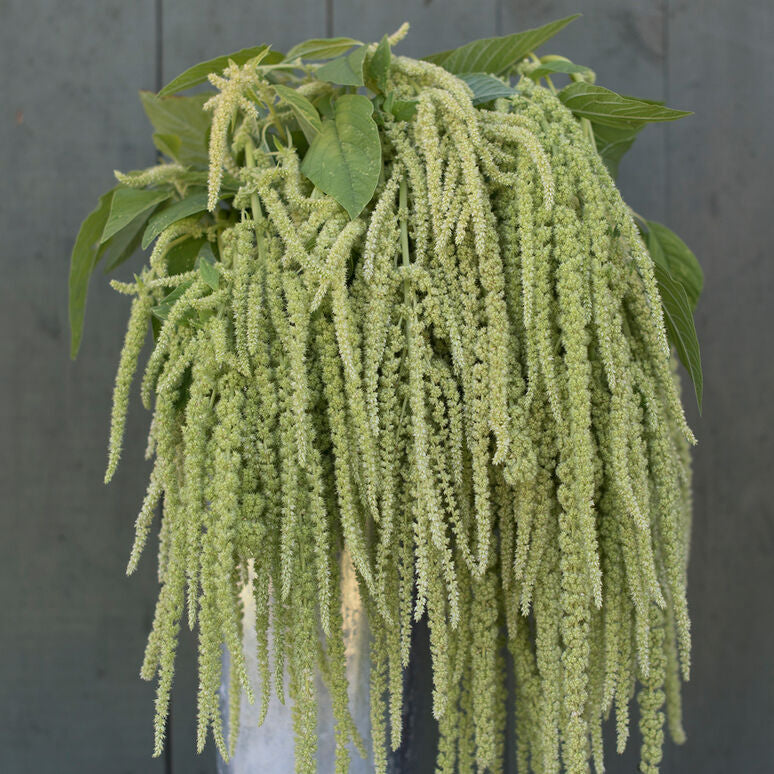 Amaranthus Weeping Green Flower | X 100 seeds