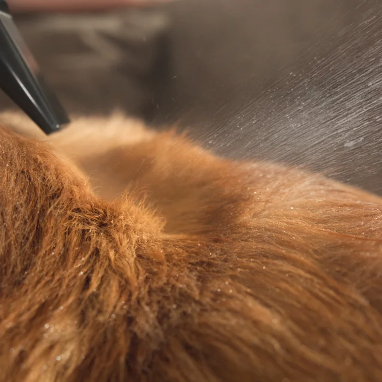 🐶😽PetGrooming Dryer [High-velocity Force Blower]