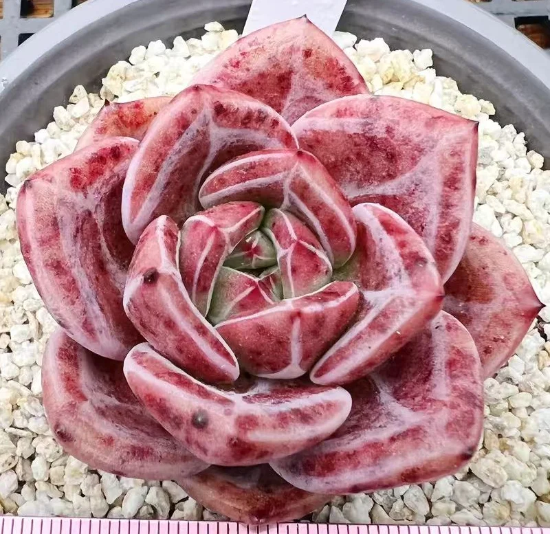 plant Aeonium Echeveria Haworthia  Caudex  Lithops Cactus  Agave 