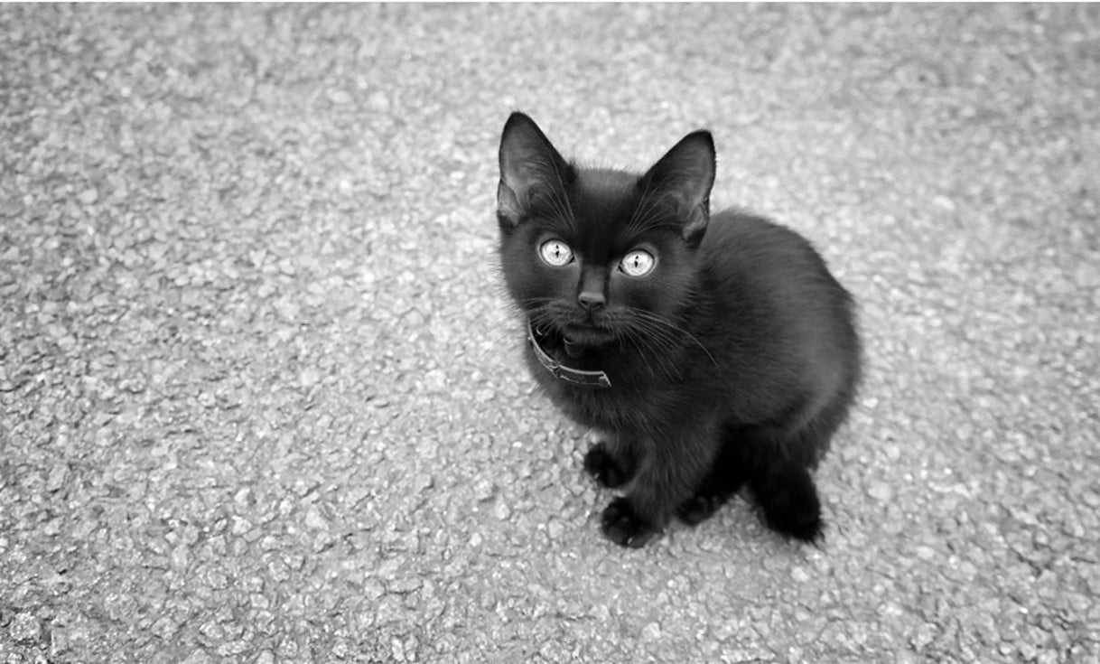

Black And White Kitten – Paint By Numbers - 40*50CM, 501 Original