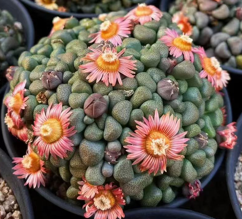 392.Aloinopsis schooneesii L.Bolus 3-4cm /Caudex/ Succulent plants / Garden landscape / Carefully select healthy plants