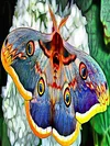Peinture diamant Moth-Round drill-50*30cm