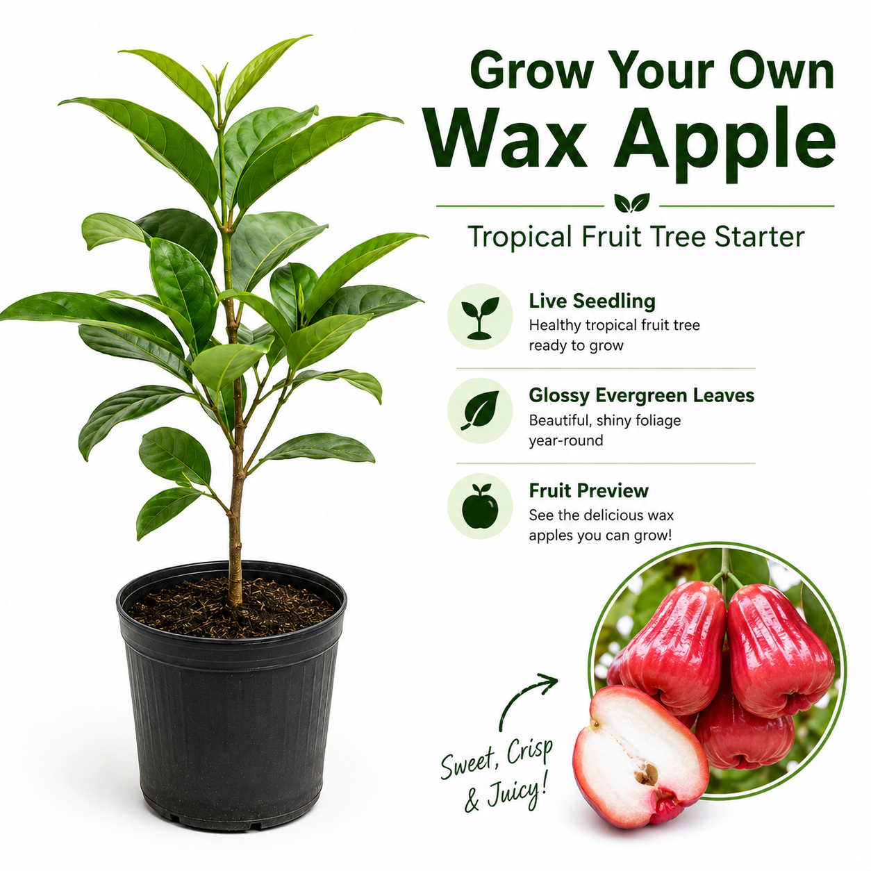 Live wax apple tree starter with glossy evergreen leaves