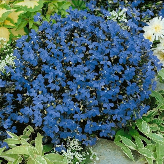 Annual Blue Lobelia Ground Cover Seeds for Planting