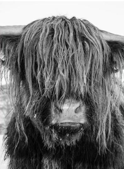 

Highland Cow Face – Paint By Numbers - 40*50CM, 501 Original