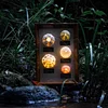 Natural Beauty with Sea Urchin Decor, ambient lamp