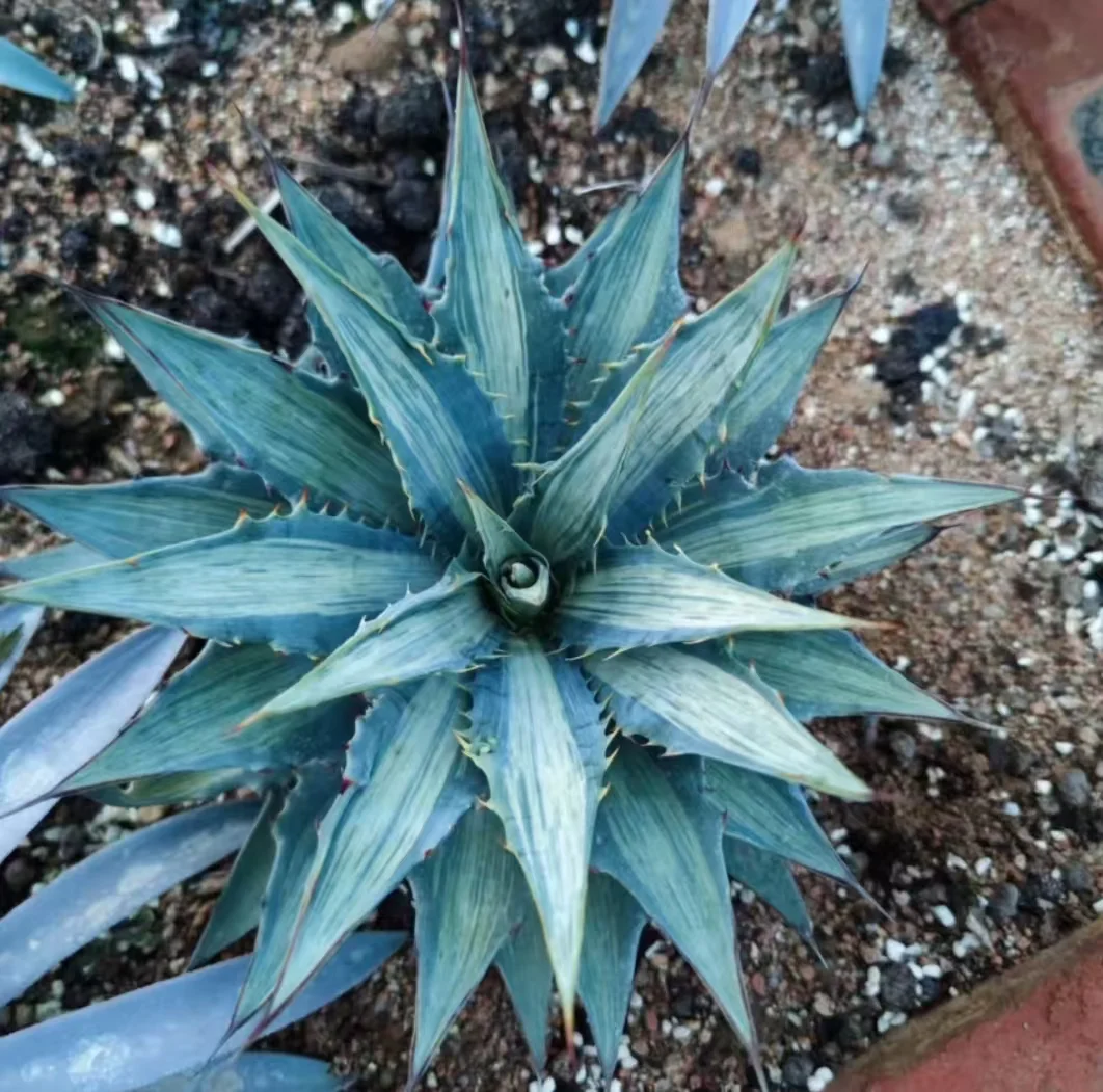 1148.Agave deserti var. simplex (Gentry) W.C.Hodgs. & Reveal 'Snow Devil /Agave plants / Succulent plants / Garden landscape / Carefully select healthy plants