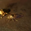 Purely Handmade Solid Copper Gold-plated Cicada Ornaments Collection Art