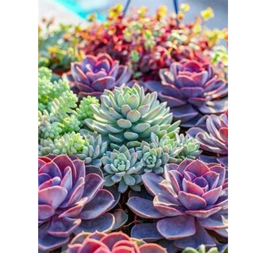 

Fleshy Plant - Round Drill Diamond Painting - 30*40CM, 501 Original