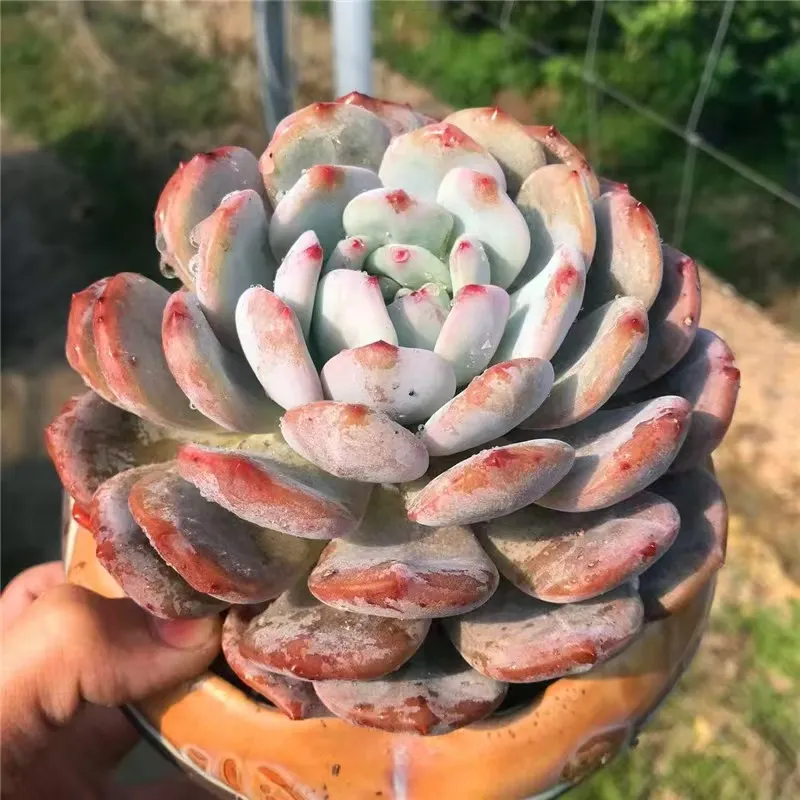 plant Aeonium Echeveria Haworthia  Caudex  Lithops Cactus  Agave 