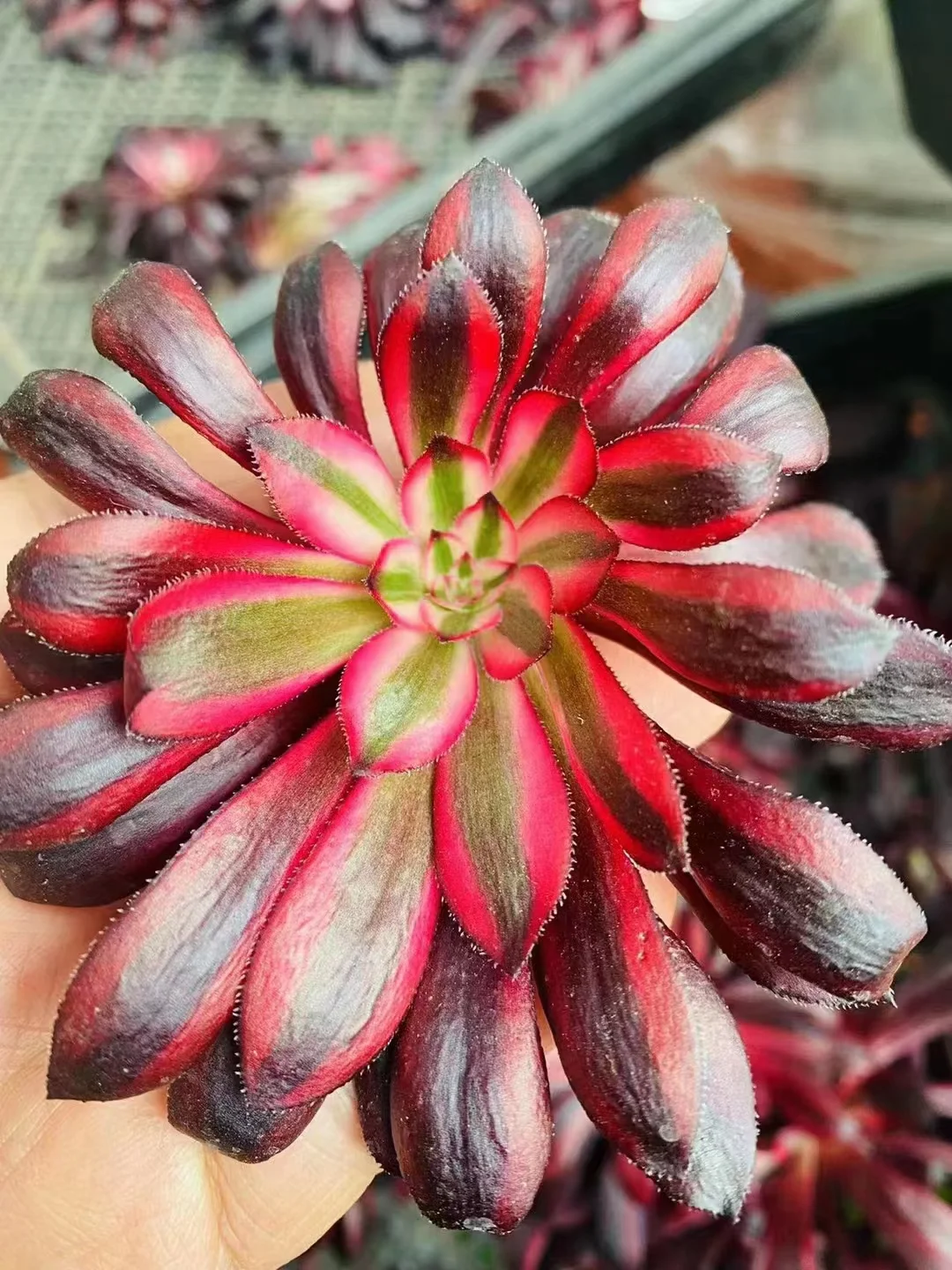 plant Aeonium Echeveria Haworthia  Caudex  Lithops Cactus  Agave 