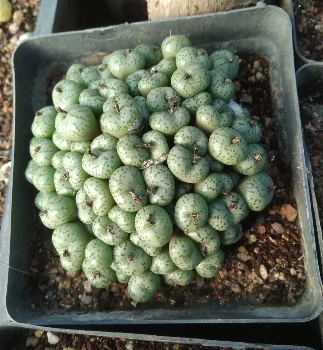 1170.Conophytum obcordellum Hybridization  7cm pot De-soil delivery / Lithops and Conophytum  /  Succulent plants / Garden landscape / Carefully select healthy plants