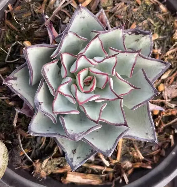 plant Aeonium Echeveria Haworthia  Caudex  Lithops Cactus  Agave 