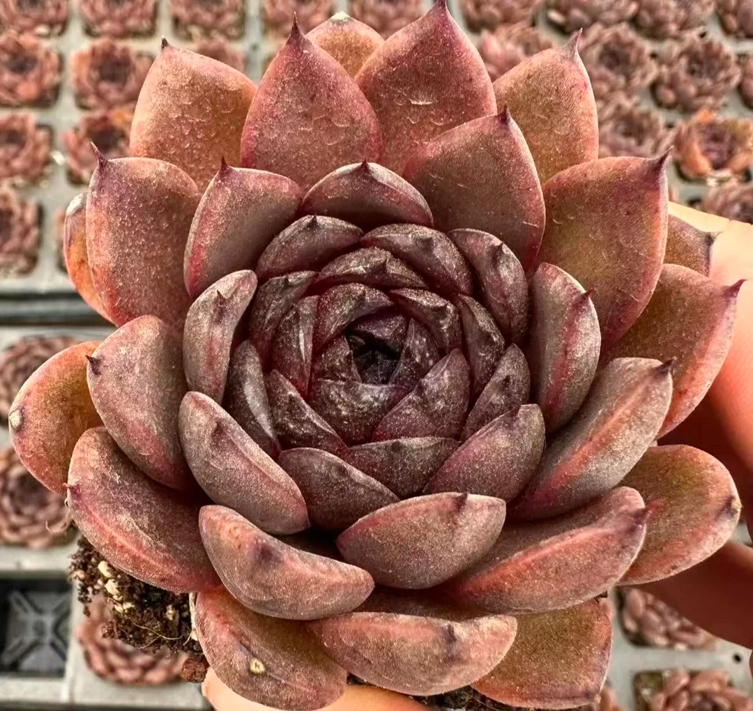 plant Aeonium Echeveria Haworthia  Caudex  Lithops Cactus  Agave 