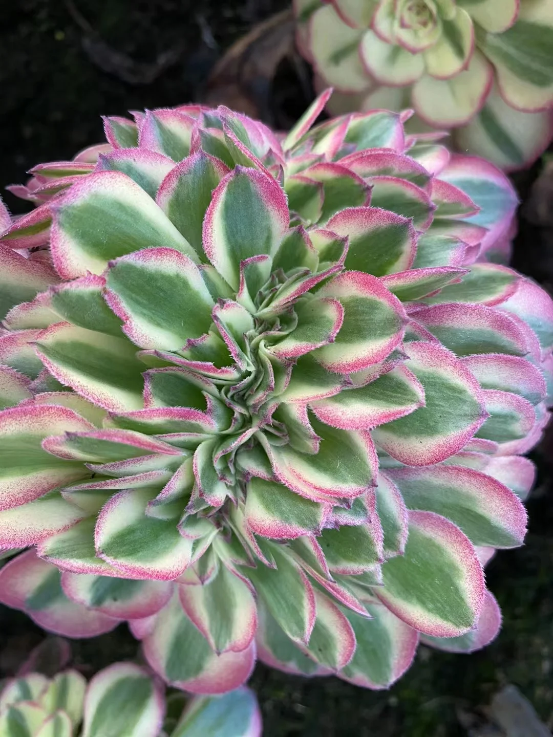 plant Aeonium Echeveria Haworthia  Caudex  Lithops Cactus  Agave 