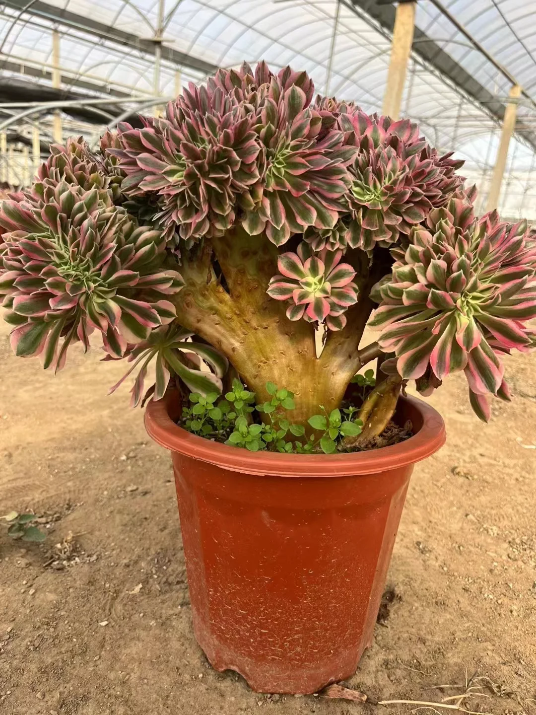 plant Aeonium Echeveria Haworthia  Caudex  Lithops Cactus  Agave 