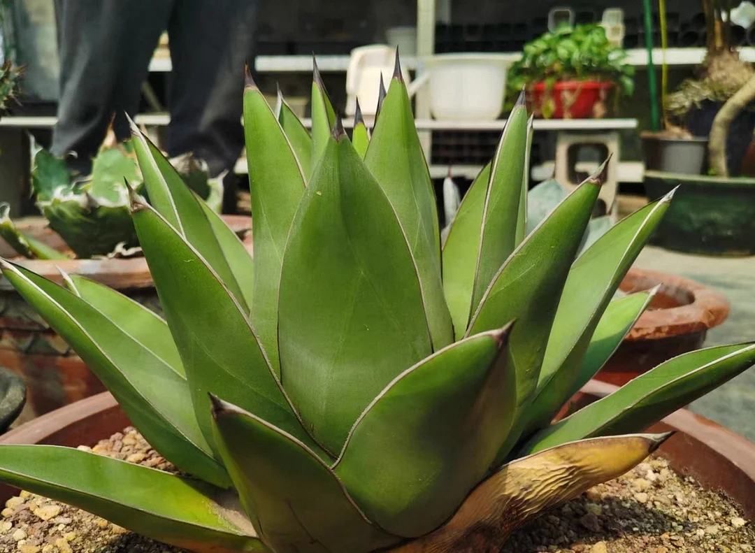 plant Aeonium Echeveria Haworthia  Caudex  Lithops Cactus  Agave 