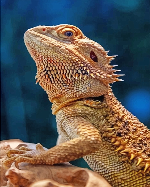 

Lizard Bearded Agama – Paint By Numbers - 40*50CM, 501 Original
