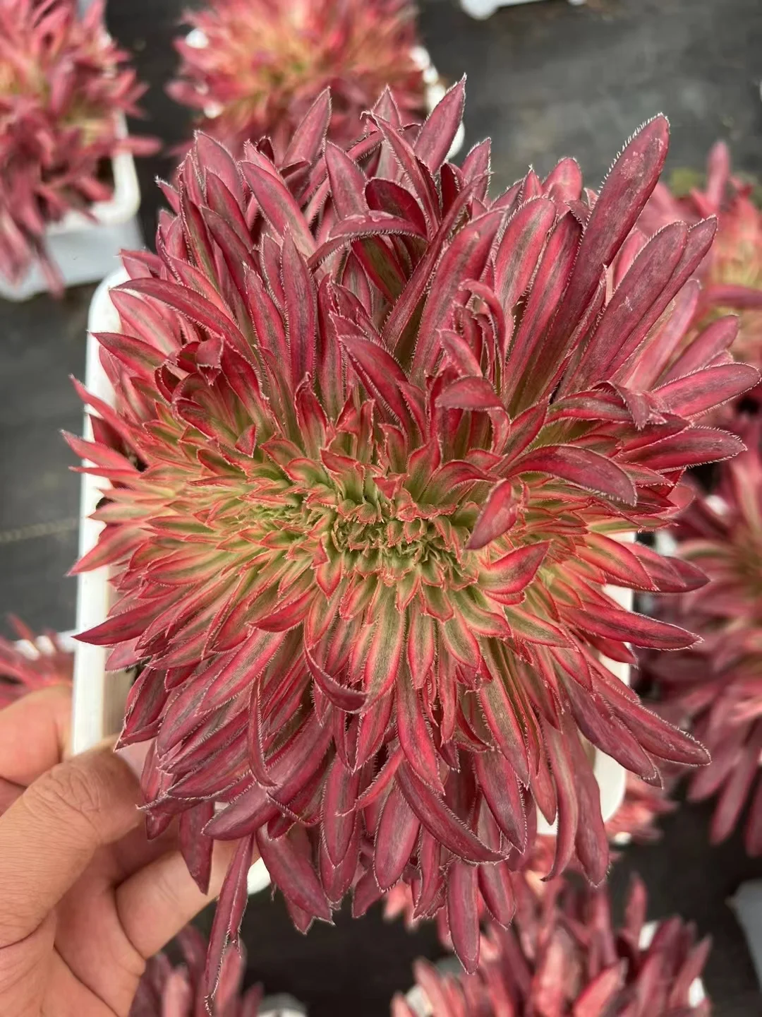 plant Aeonium Echeveria Haworthia  Caudex  Lithops Cactus  Agave 