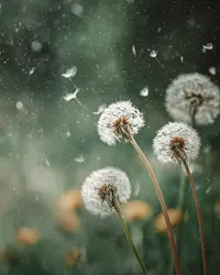 Dandelions in the Breeze - Diamond Painting