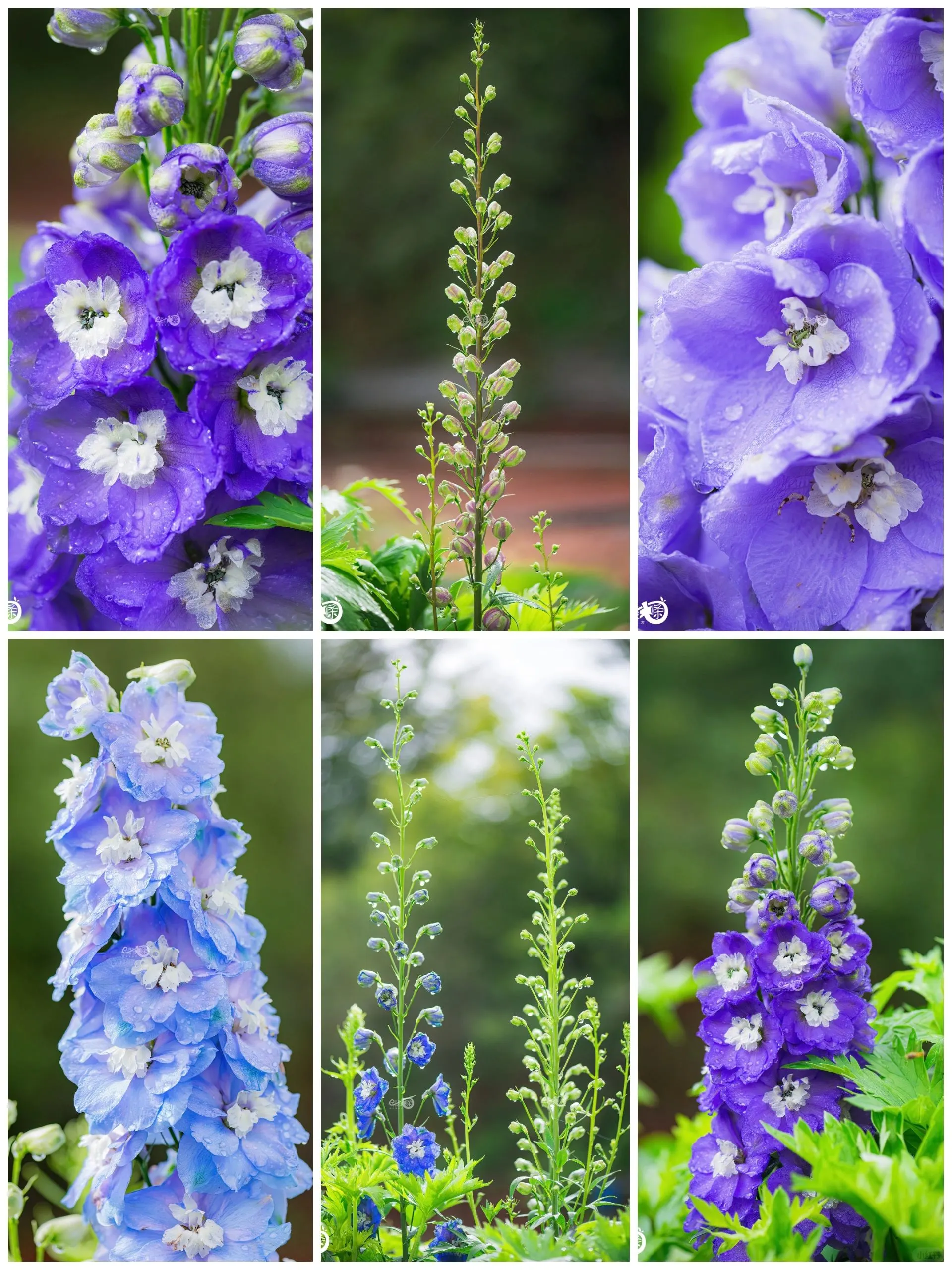 Delphinium Seeds-Mixed 7 Colors
