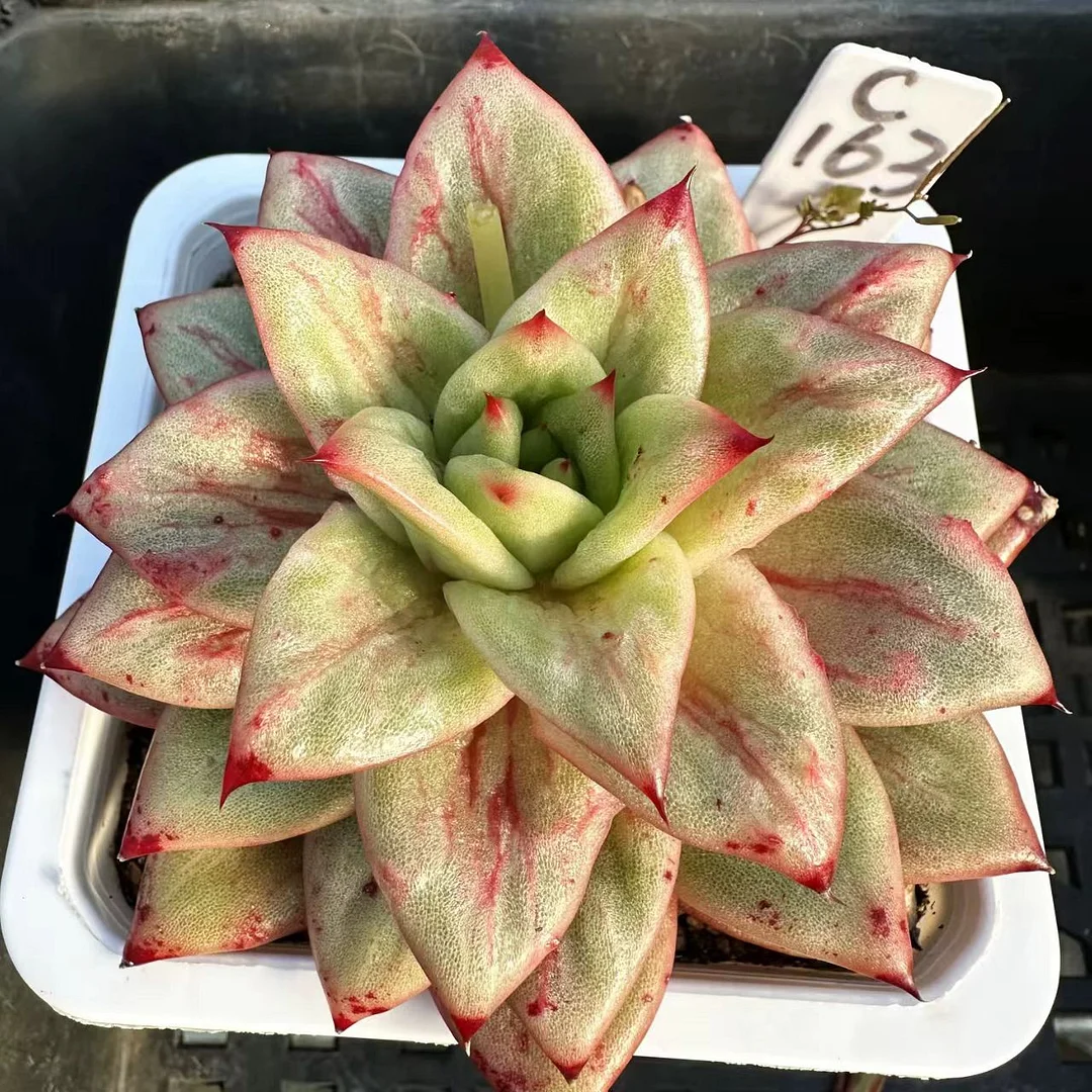 plant Aeonium Echeveria Haworthia  Caudex  Lithops Cactus  Agave 