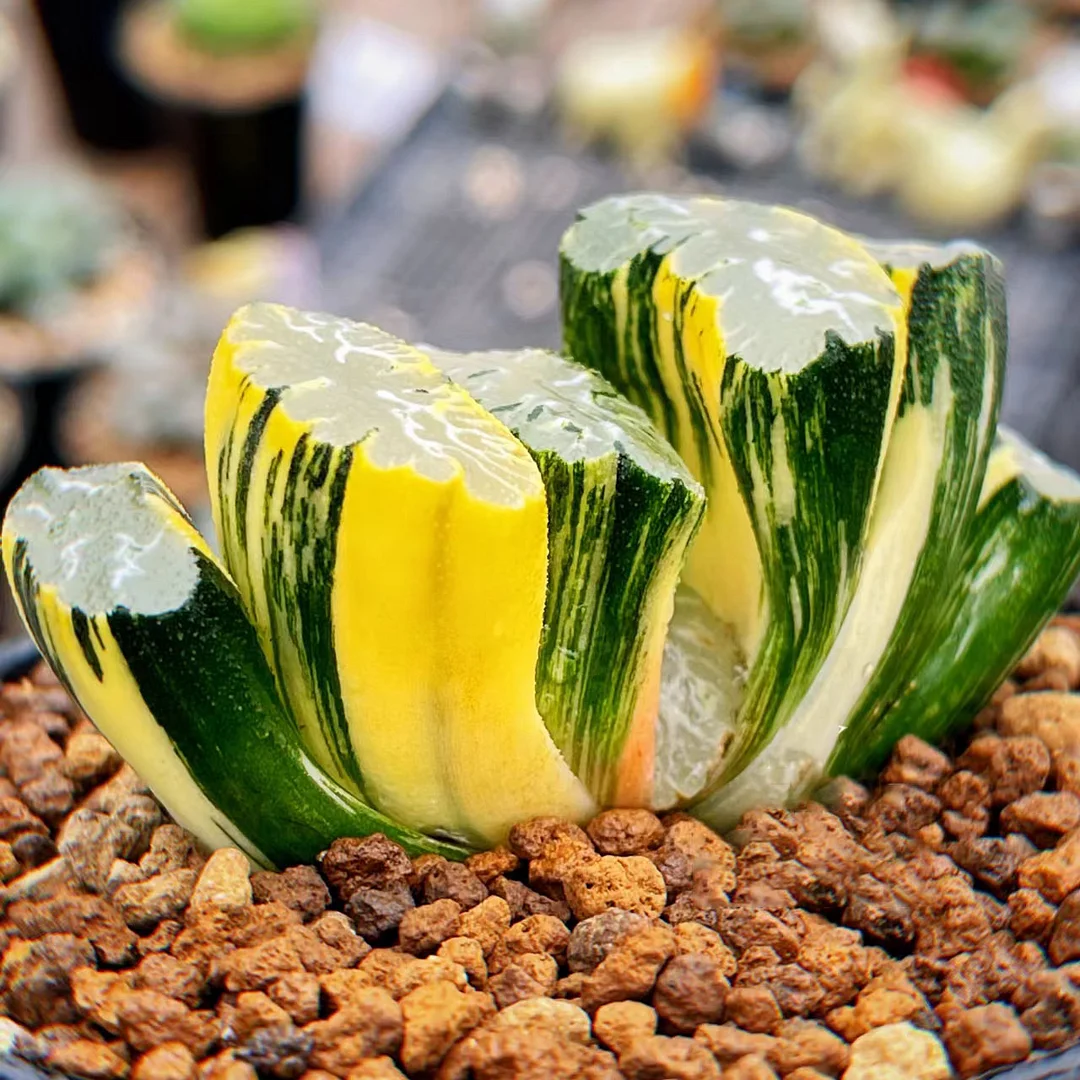 plant Aeonium Echeveria Haworthia  Caudex  Lithops Cactus  Agave 