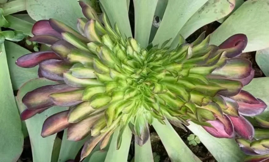 plant Aeonium Echeveria Haworthia  Caudex  Lithops Cactus  Agave 