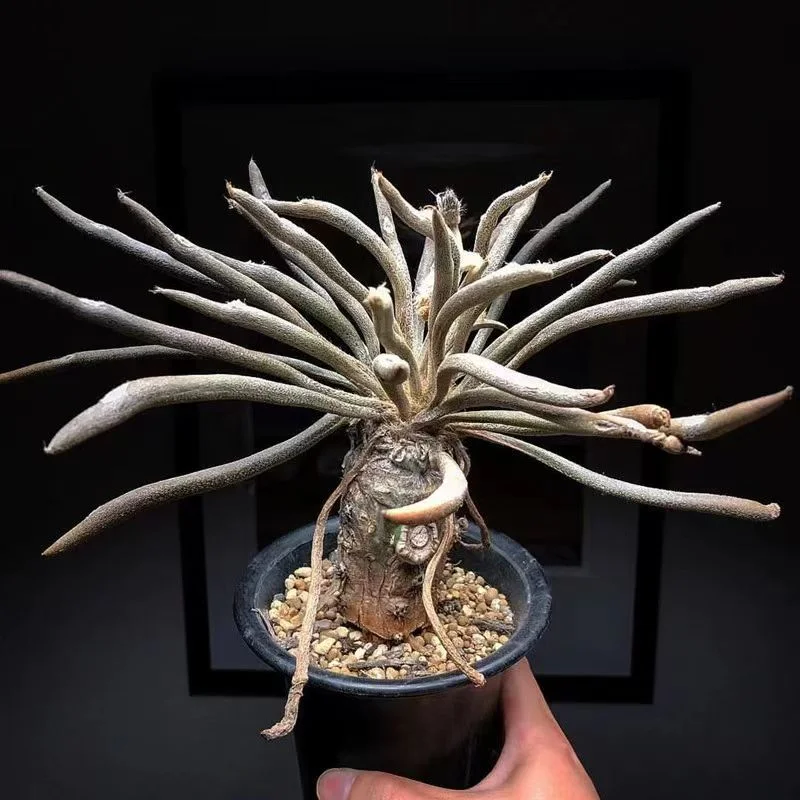 plant Aeonium Echeveria Haworthia  Caudex  Lithops Cactus  Agave 