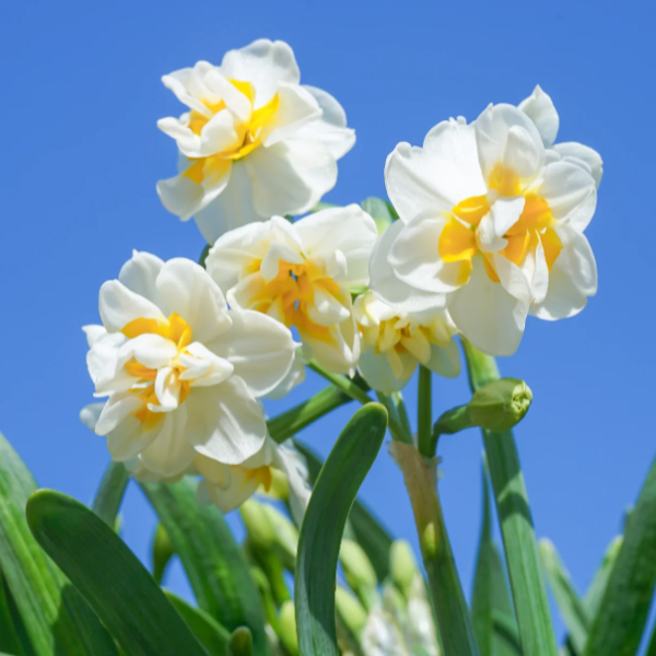 🌺White Purity - Third Generation Daffodils