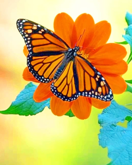 

Orange And Black Butterfly – Paint By Numbers - 40*50CM, 501 Original