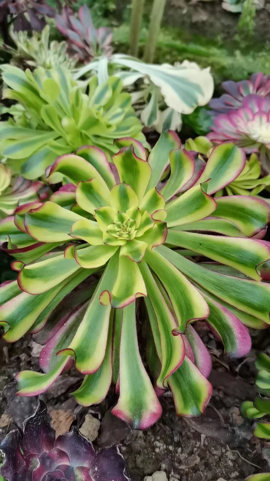 plant Aeonium Echeveria Haworthia  Caudex  Lithops Cactus  Agave 