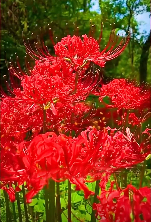Spider Lily Bulbs-Multicolor
