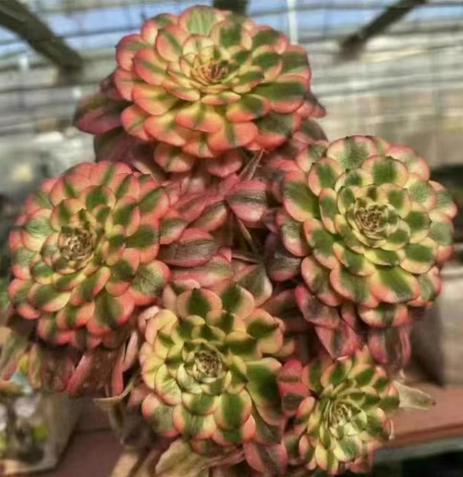 586.  Pink wu tian ji cluster 15-18cm 8 heads /Aeonium cluster/Aeonium plants /Succulent plants /  Garden landscape / Carefully select healthy plants