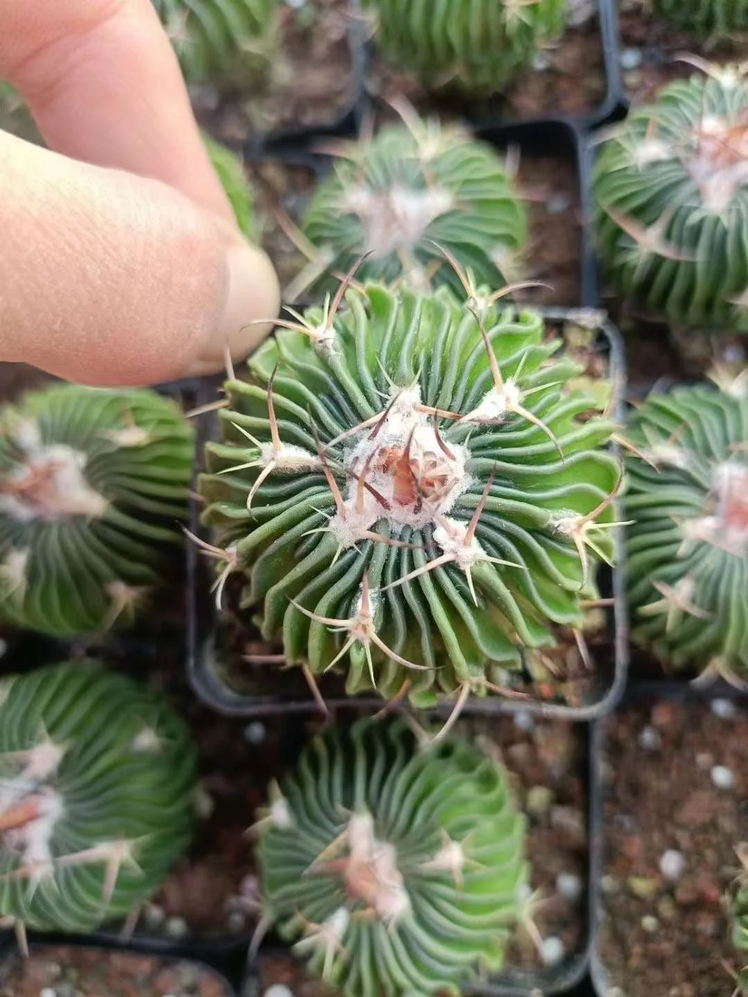 plant Aeonium Echeveria Haworthia  Caudex  Lithops Cactus  Agave 