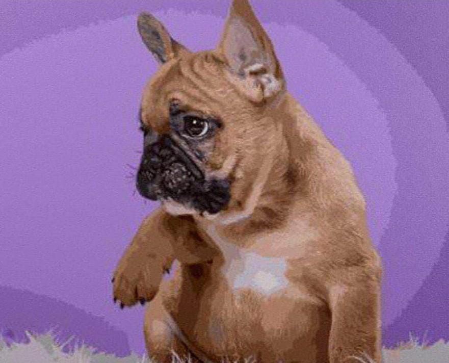 

French Bulldog – Paint By Numbers - 40*50CM, 501 Original