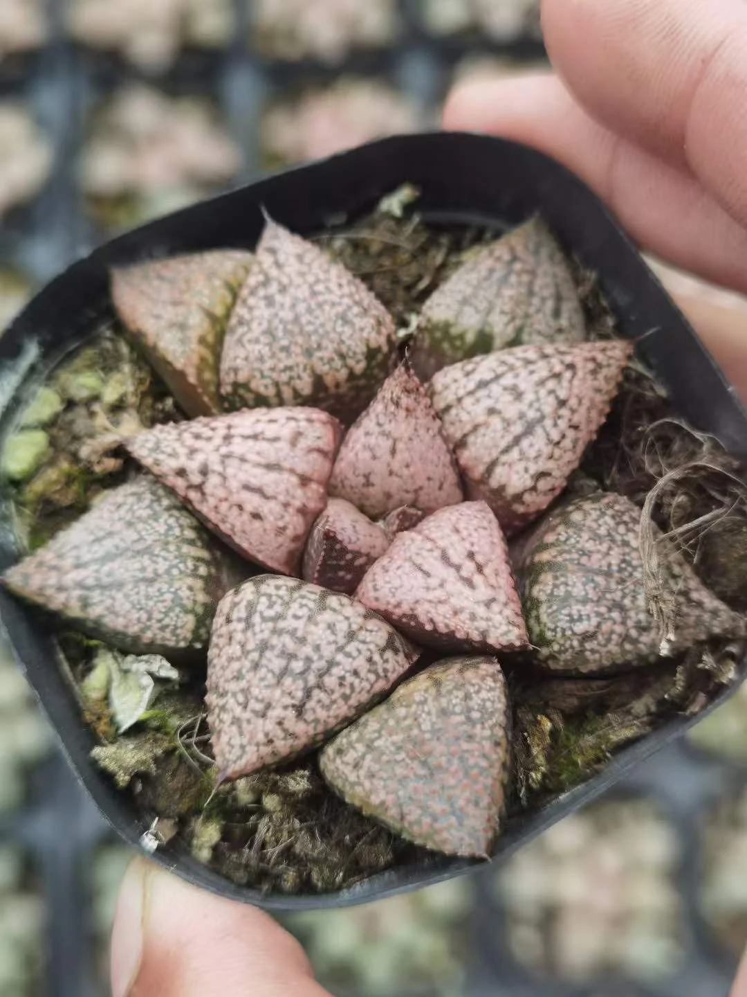 plant Aeonium Echeveria Haworthia  Caudex  Lithops Cactus  Agave 